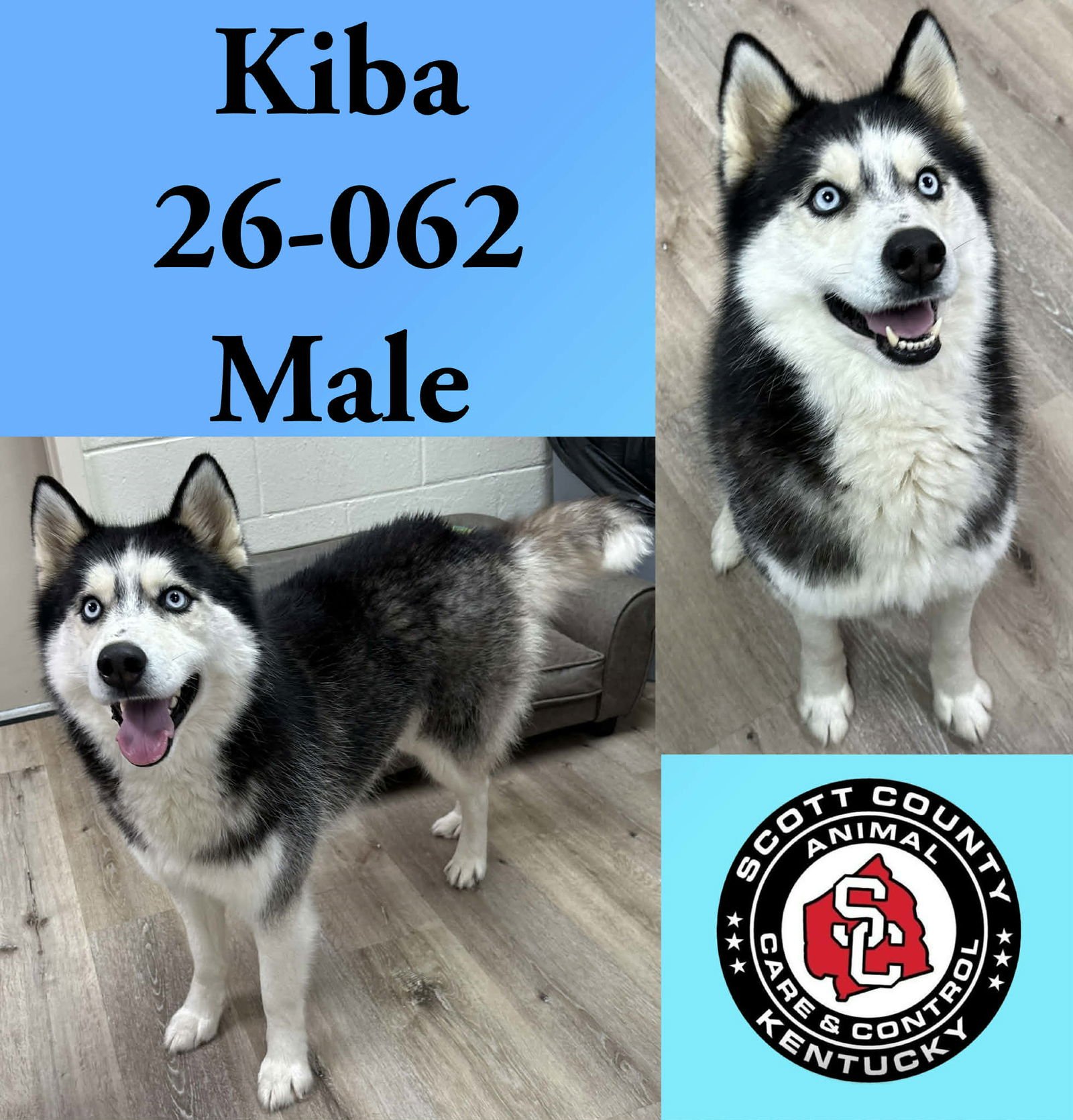 KIBA - Husky available for adoption