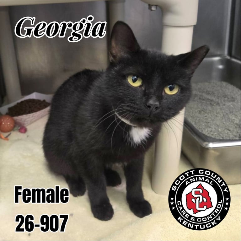 Georgia Image