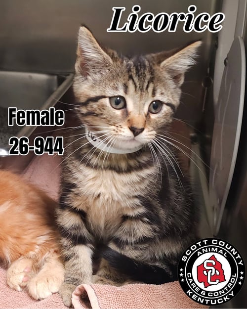 LICORICE - Domestic Short Hair for adoption in Lexington