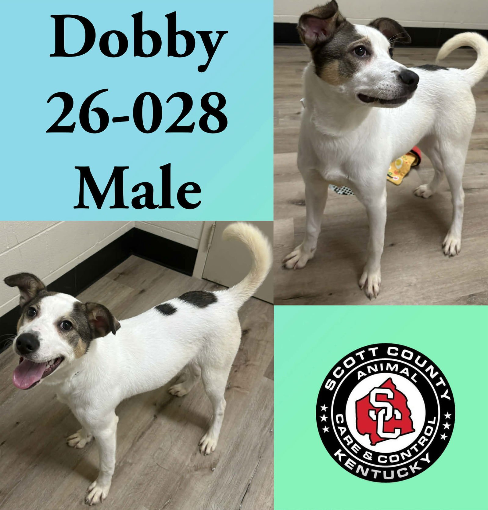 DOBBY - Terrier available for adoption