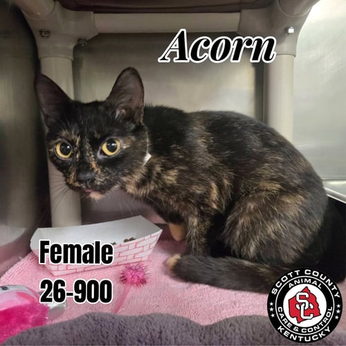 ACORN