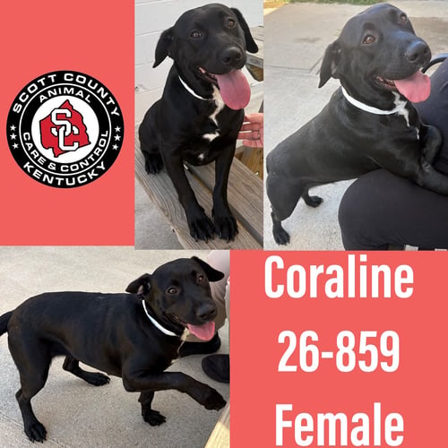 CORALINE - Labrador Retriever / Beagle for adoption in Lexington