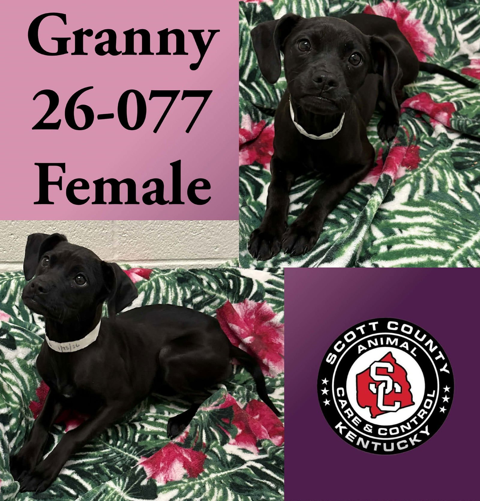 GRANNY - Labrador Retriever / Pit Bull Terrier available for adoption
