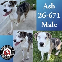 Ash - Photo 1
