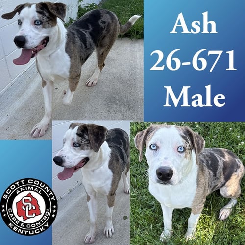 ASH