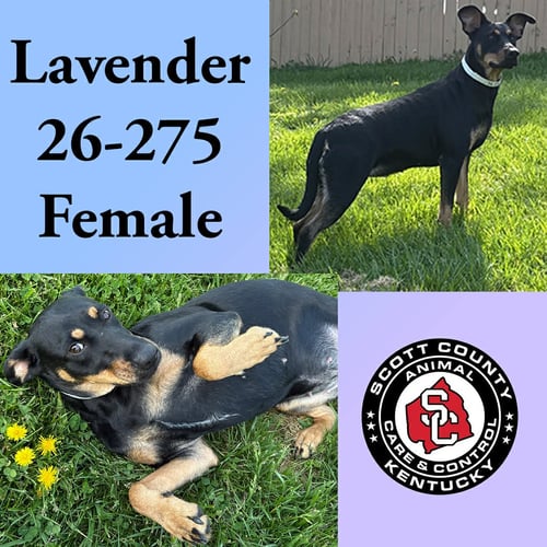 LAVENDER - Doberman Pinscher for adoption in Lexington