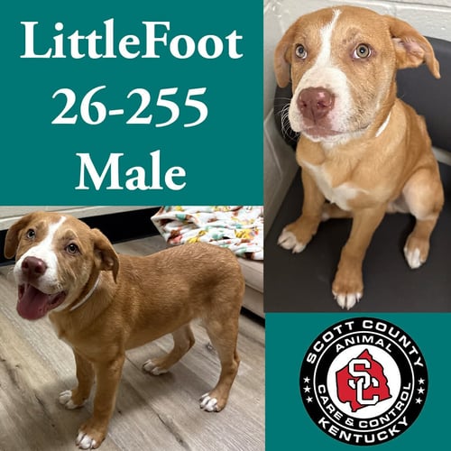 LITTLE FOOT