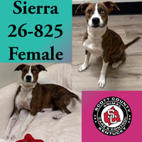 Sierra - Photo 1