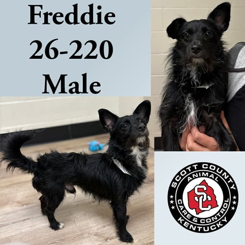FREDDIE - Terrier for adoption in Lexington