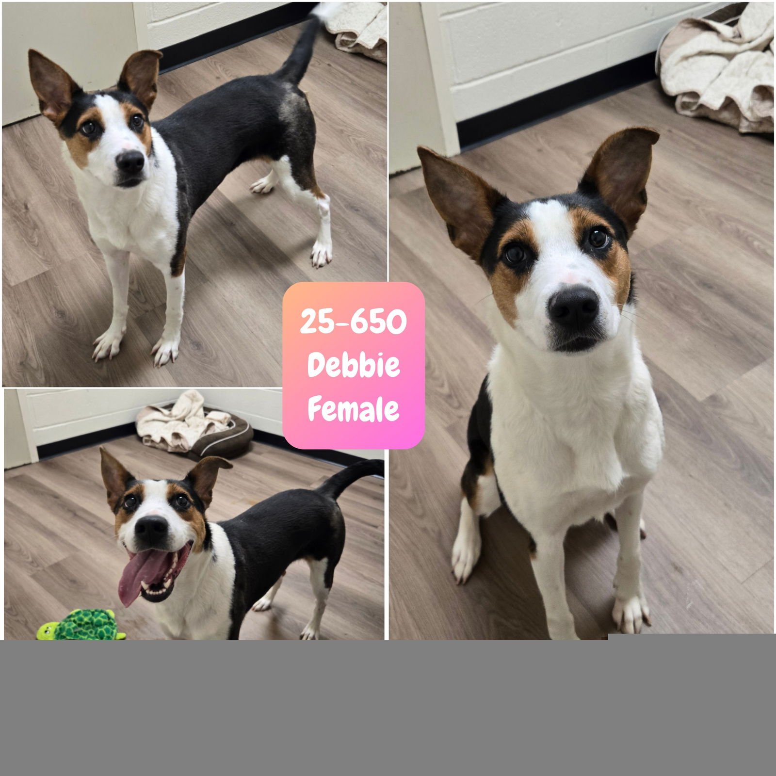 DEBBIE - Australian Shepherd / Terrier available for adoption