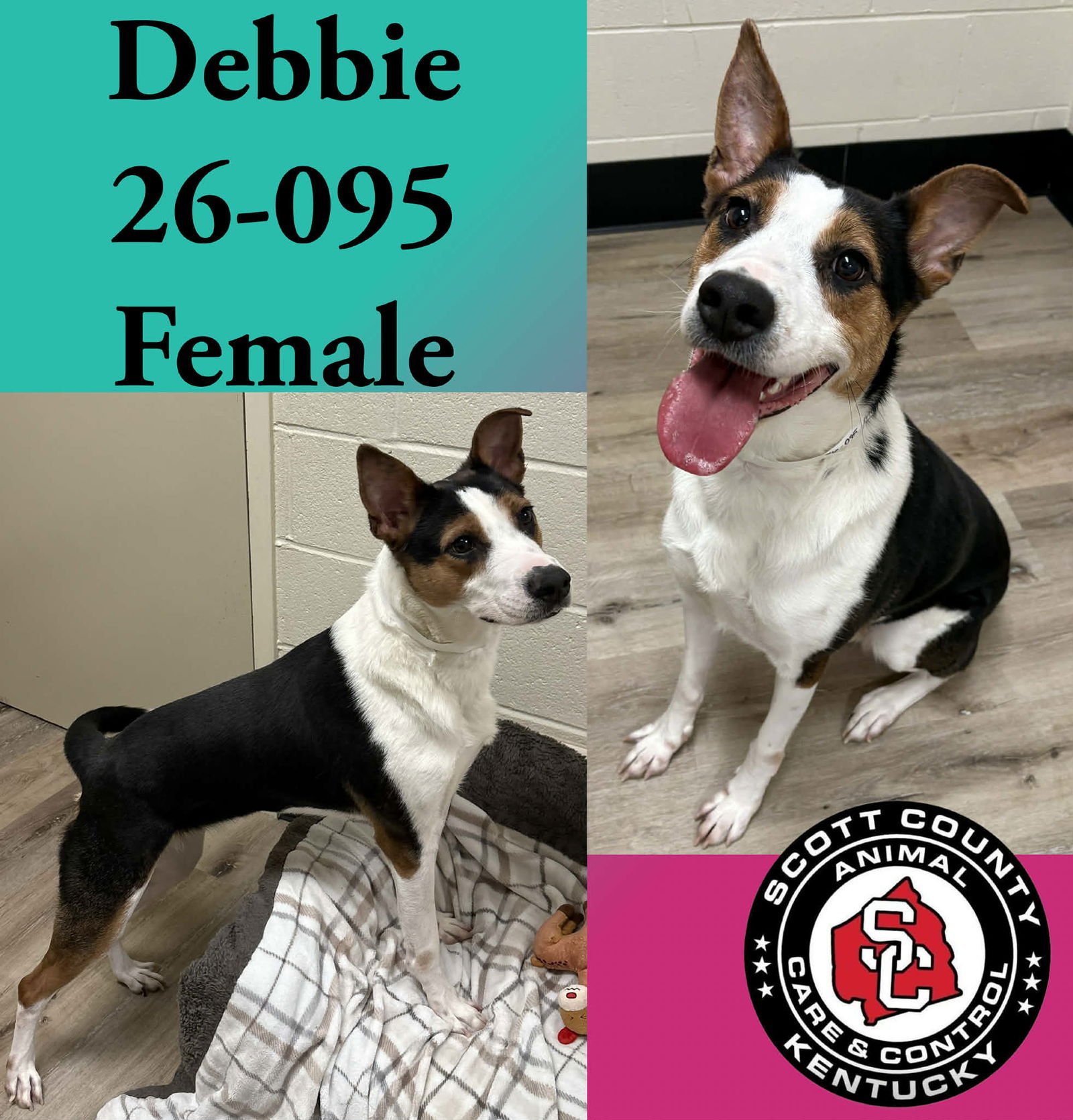 DEBBIE - Australian Shepherd / Terrier available for adoption