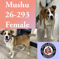 Mushu - Photo 1