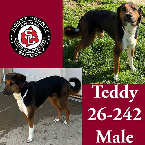 TEDDY - Shepherd for adoption in Lexington