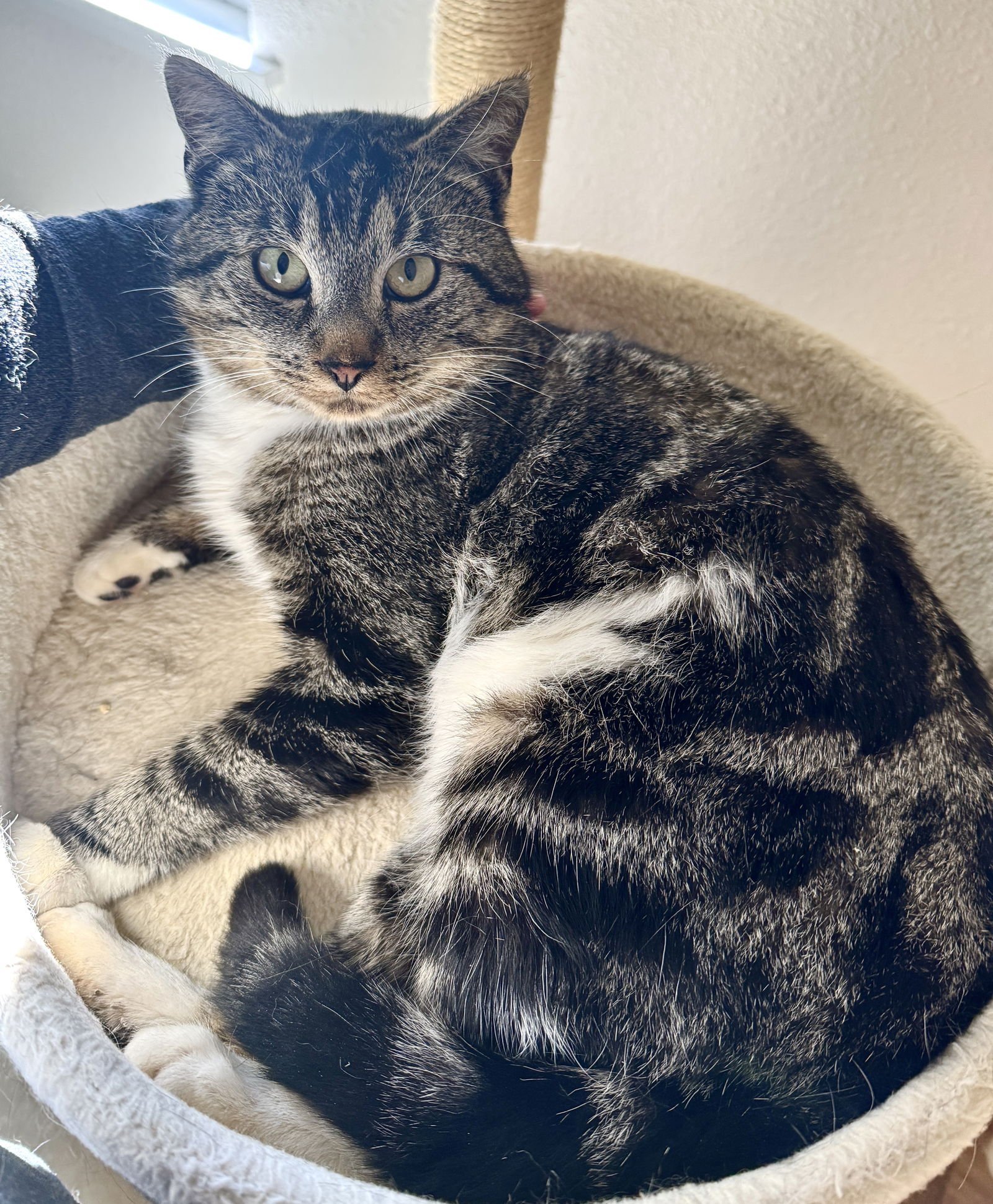 DJ CELLO - LOVING AND MELLOW - Tabby / Domestic Short Hair available for adoption