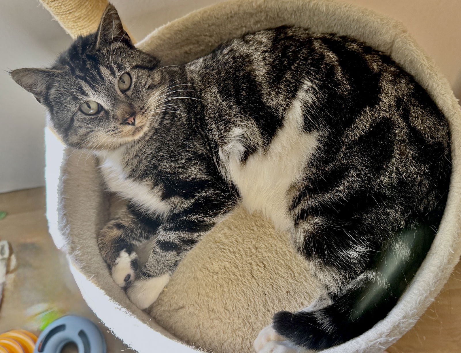 DJ CELLO - LOVING AND MELLOW - Tabby / Domestic Short Hair available for adoption