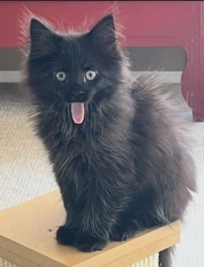 MATCHA & CHAI - Siamese / Domestic Medium Hair available for adoption