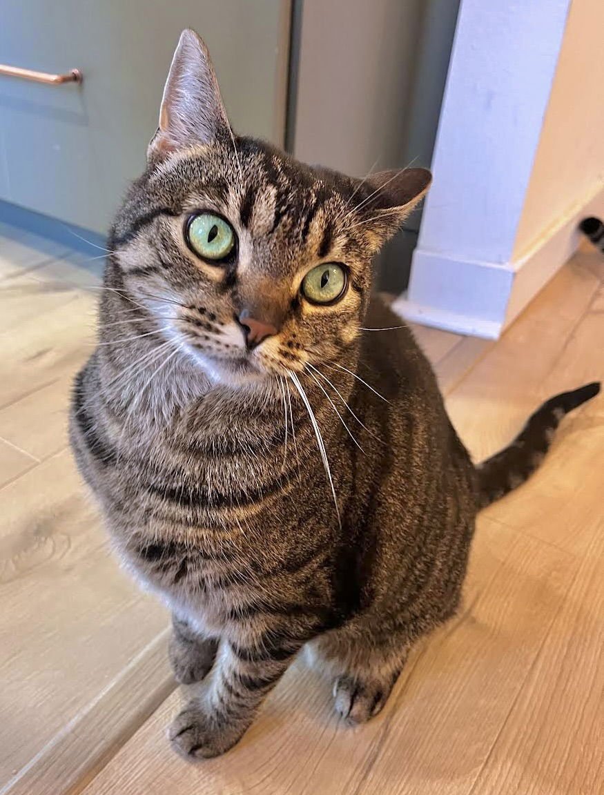 MINI PEARL - JEWEL OF YOUR HOME - Tabby / Domestic Short Hair available for adoption