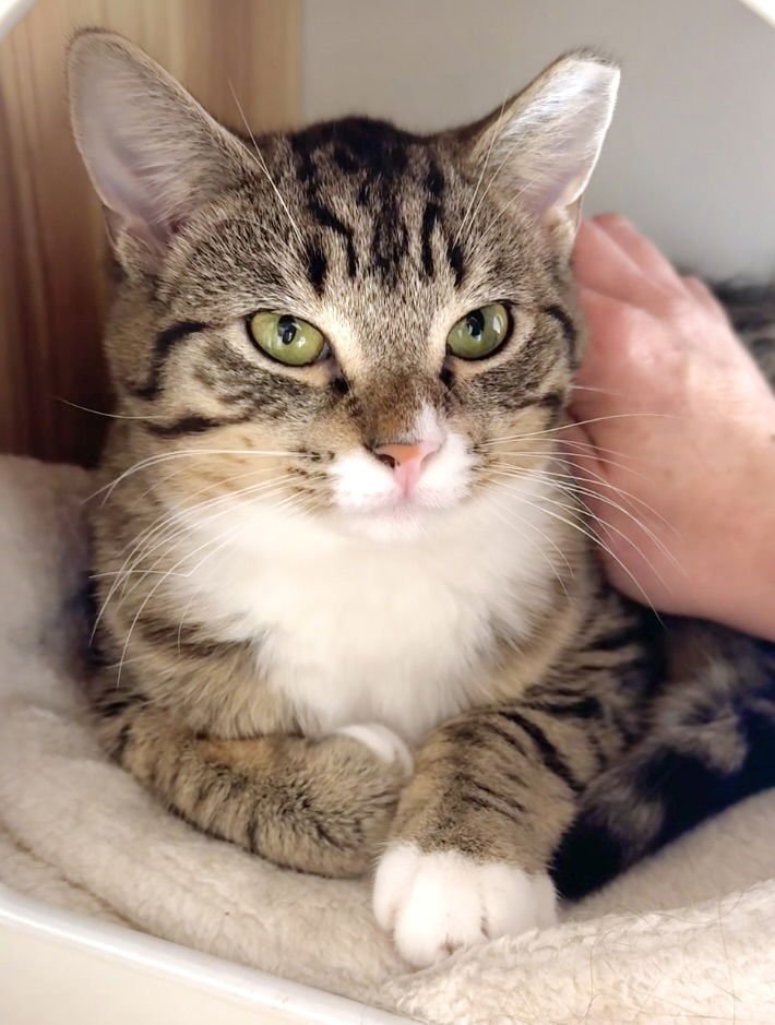 TRINKET & TCHOTCHKE - TWIN TABBY KITTENS - Tabby / Domestic Short Hair available for adoption