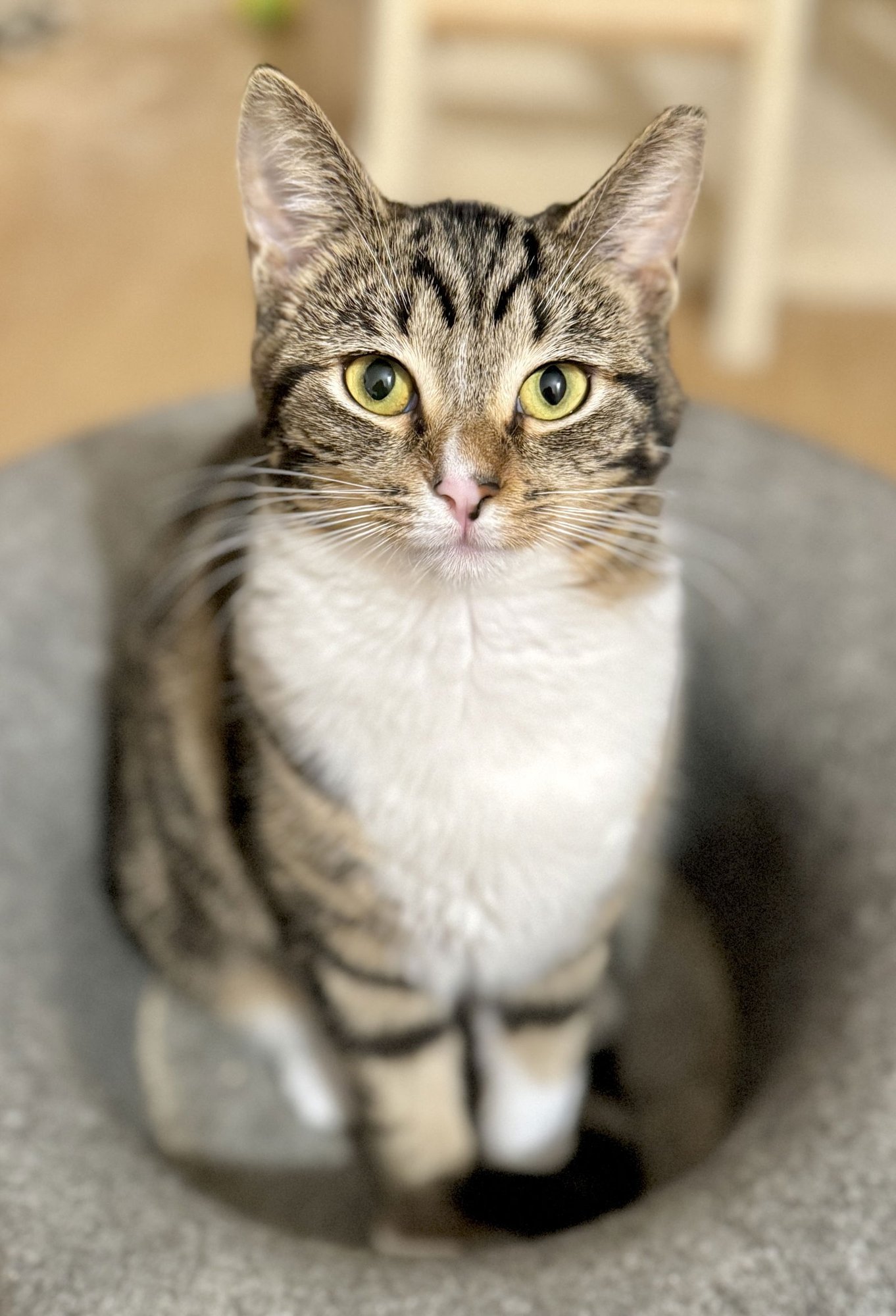 TRINKET & TCHOTCHKE - TWIN TABBY KITTENS - Tabby / Domestic Short Hair available for adoption