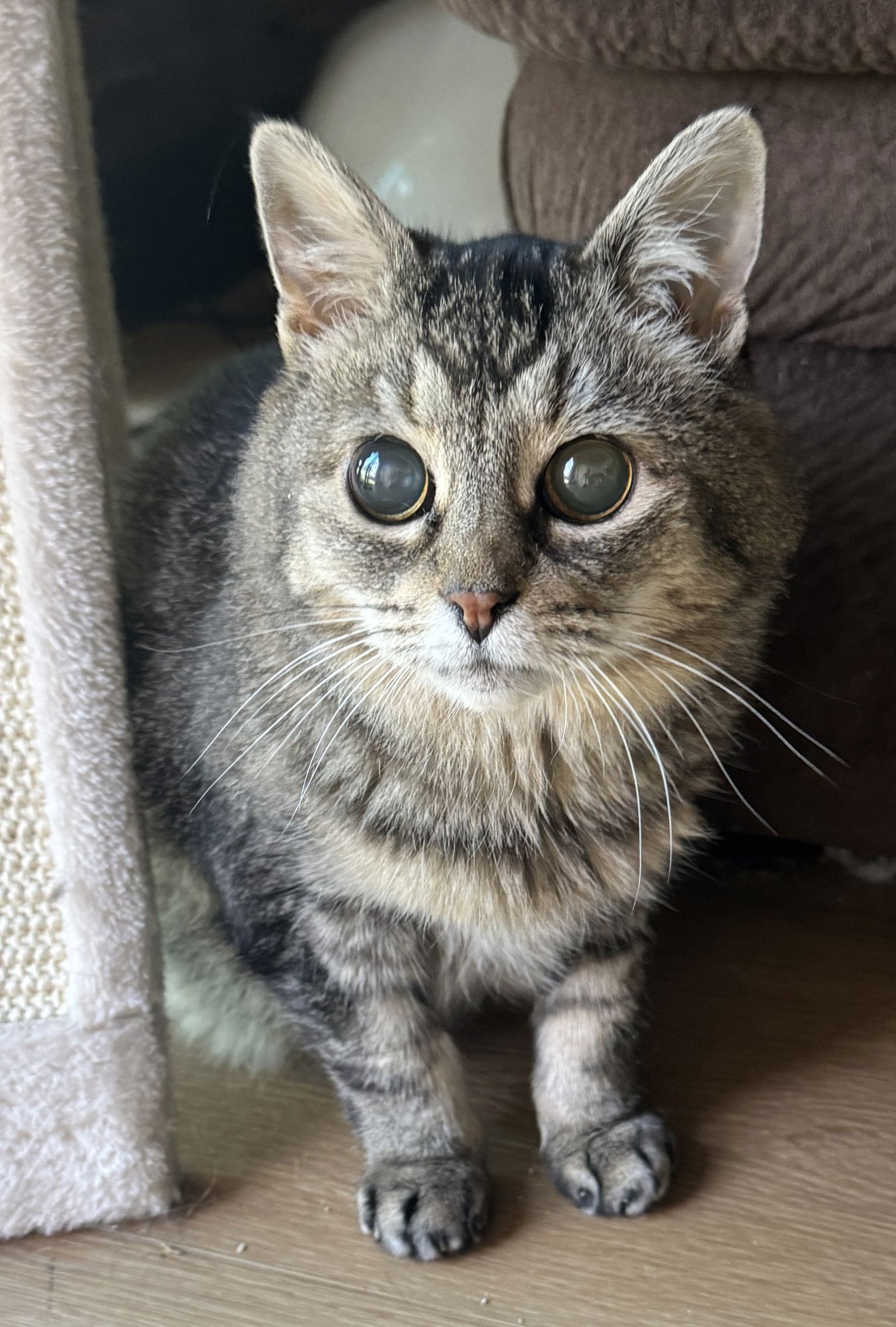 HOOTIE - SIGHTLESS SWEETIE - Tabby / Domestic Short Hair available for adoption