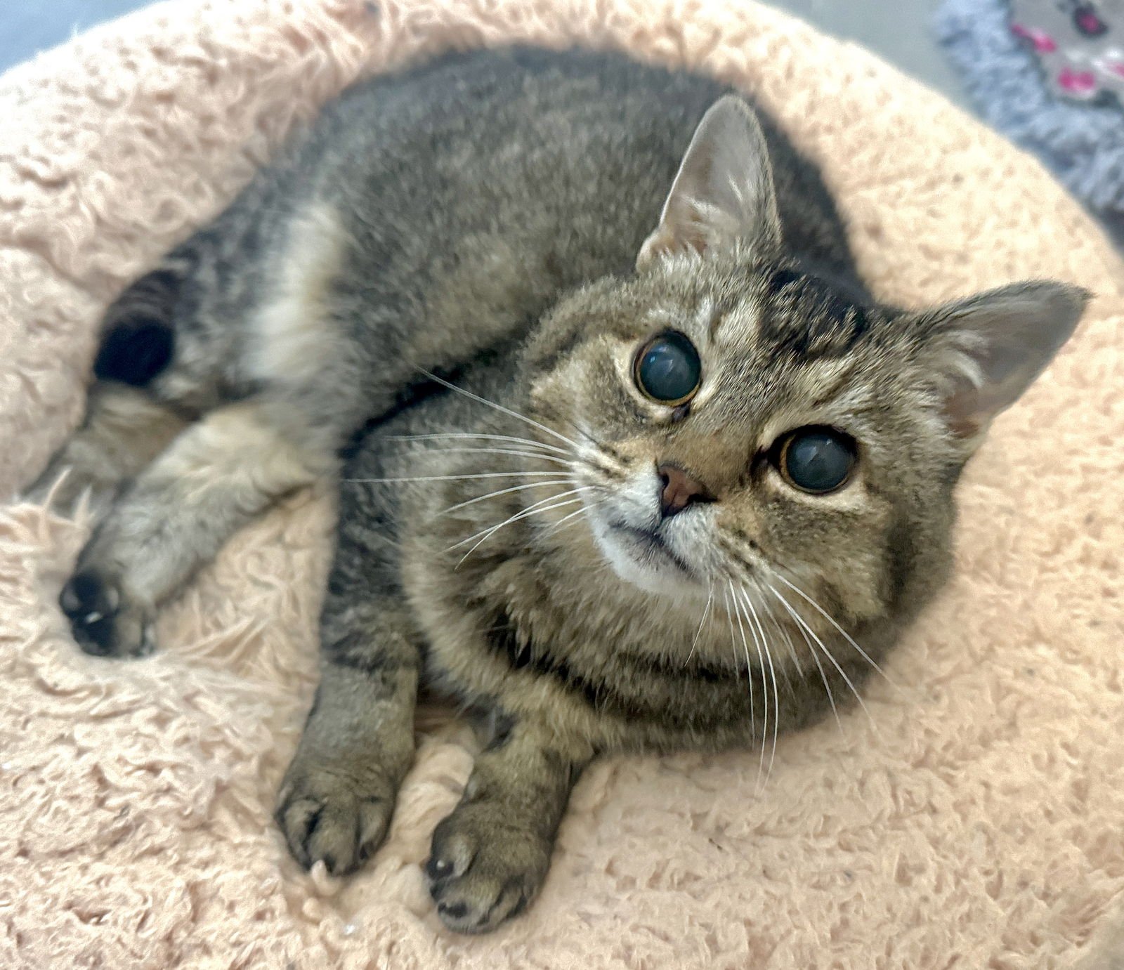HOOTIE - SIGHTLESS SWEETIE - Tabby / Domestic Short Hair available for adoption