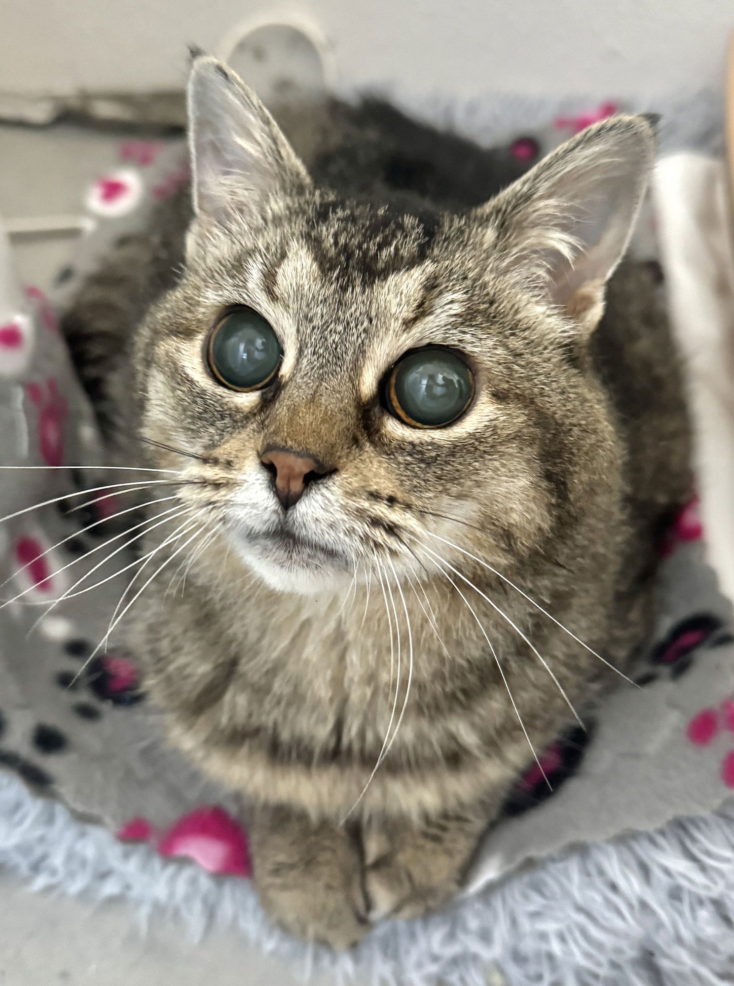 Hootie - sightless sweetie - Photo 3