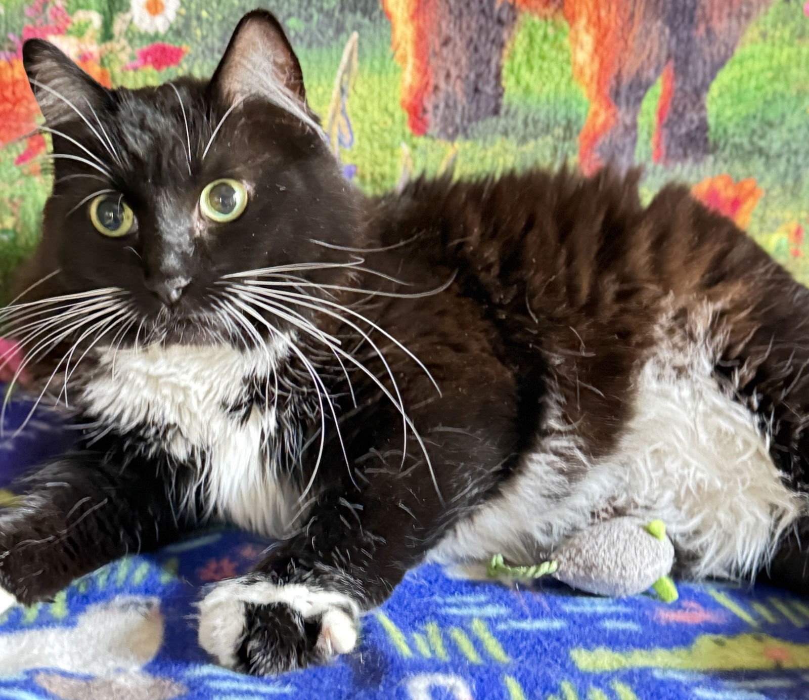 MIMI - SWEET & PLAYFUL - Tuxedo / Domestic Medium Hair available for adoption