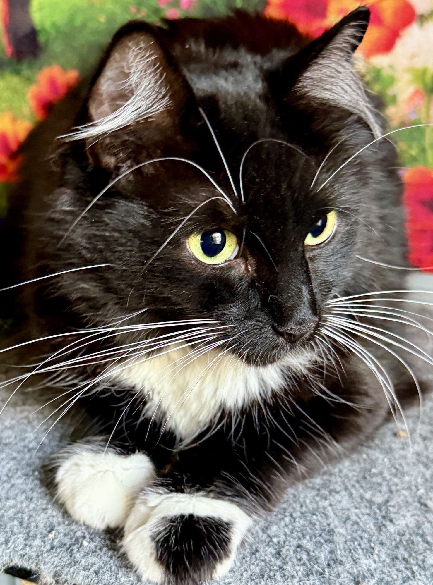 MIMI - SWEET & PLAYFUL - Tuxedo / Domestic Medium Hair available for adoption