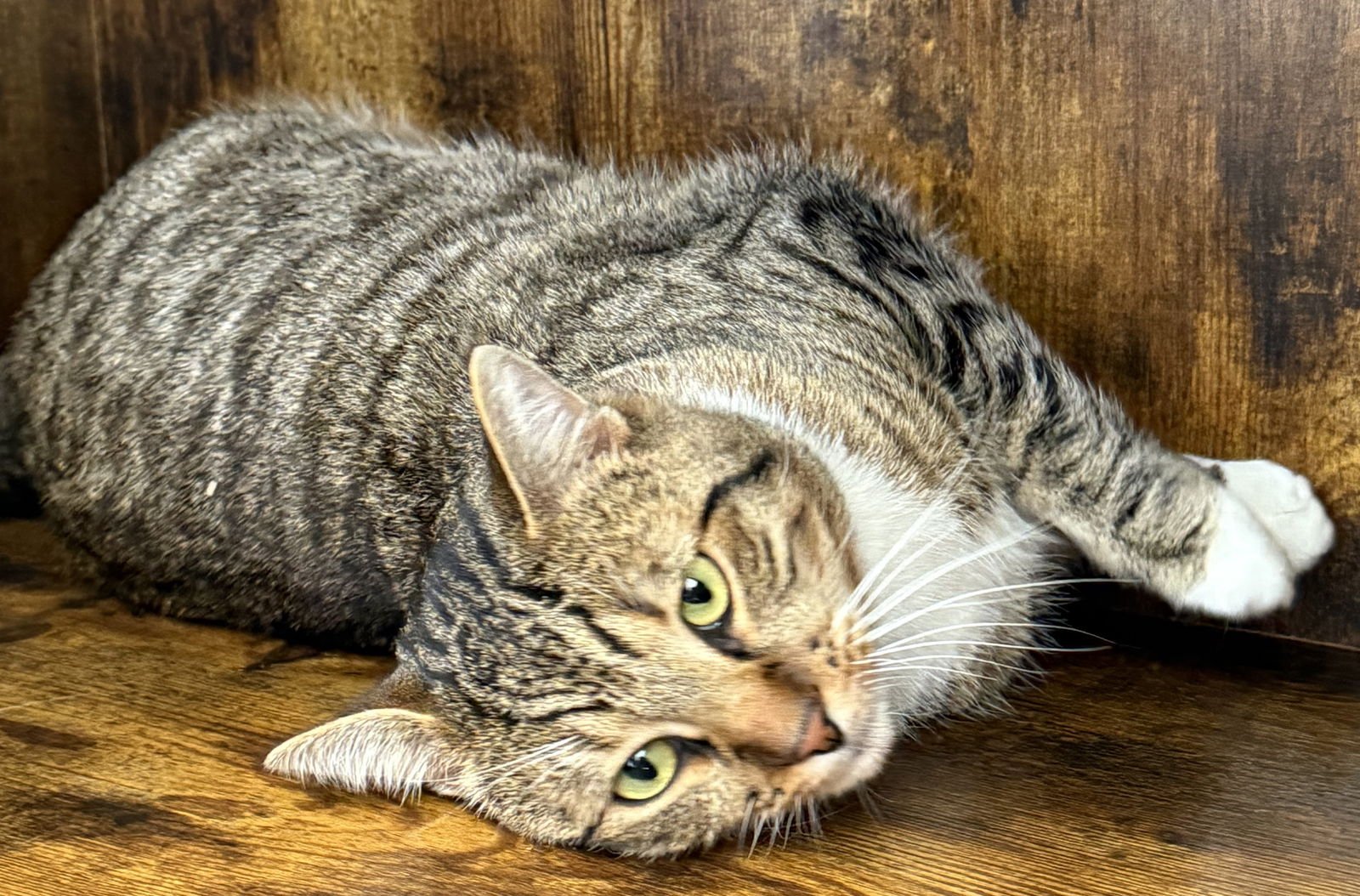 TIGER - YOUR TABBY TREASURE - CCC - Tabby / Domestic Short Hair available for adoption