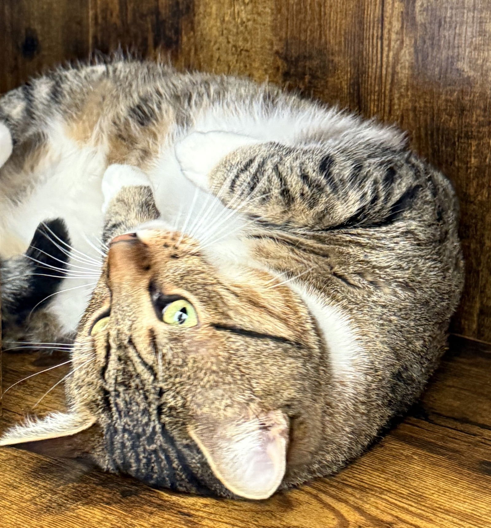 TIGER - YOUR TABBY TREASURE - CCC - Tabby / Domestic Short Hair available for adoption