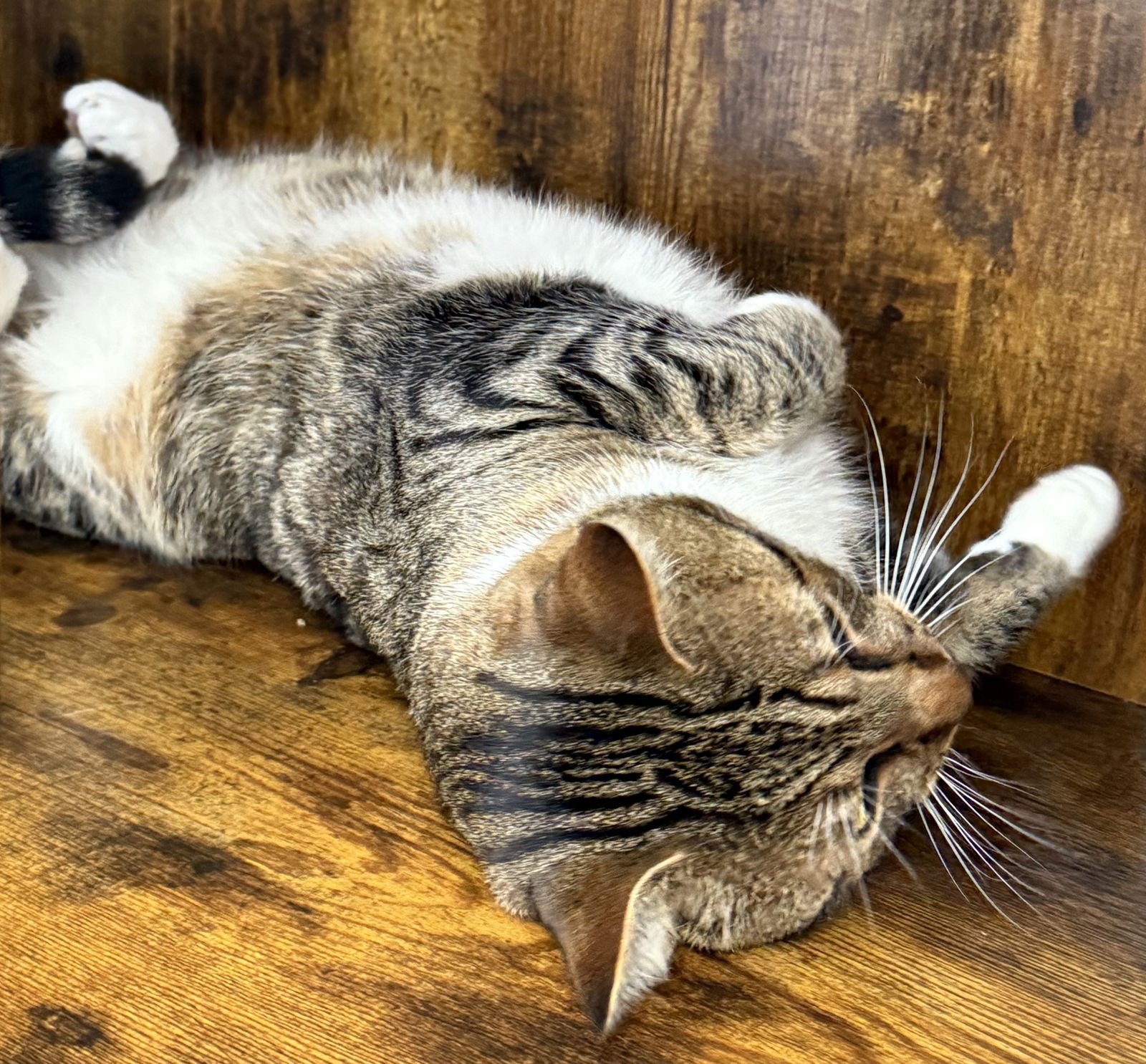 Tiger - your tabby treasure - CCC - Photo 3