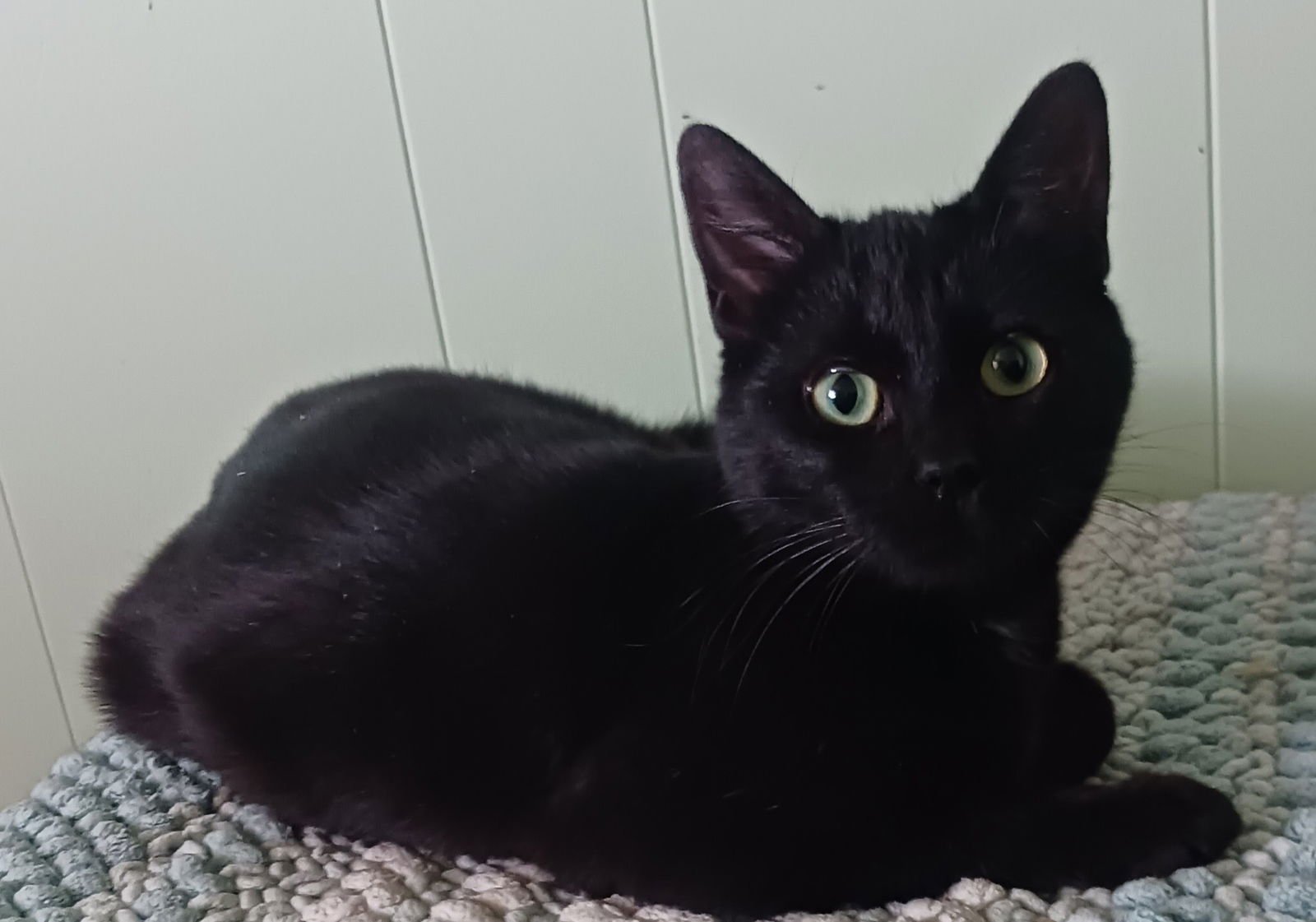 ONYX & RAVEN - BONDED BOMBAY BEAUTIES - CCC - Bombay / Domestic Short Hair available for adoption