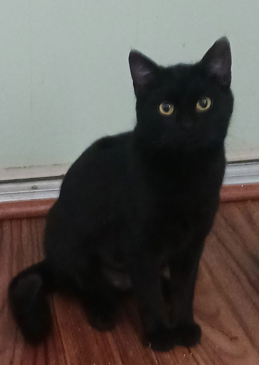 ONYX & RAVEN - BONDED BOMBAY BEAUTIES - CCC - Bombay / Domestic Short Hair available for adoption