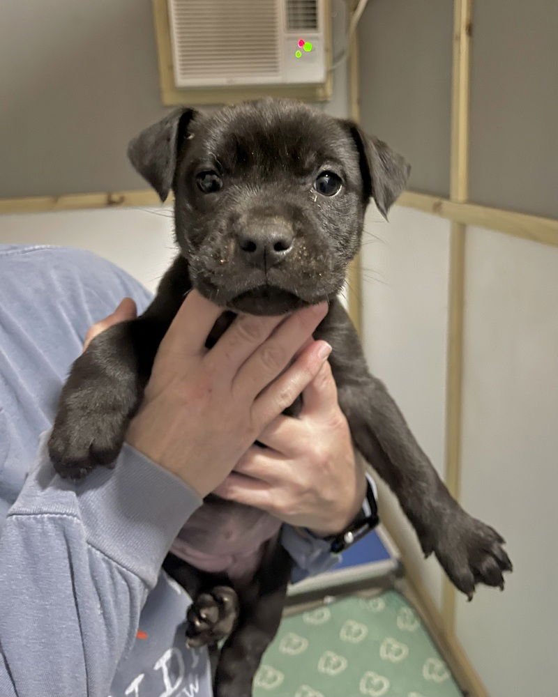 STORM (FREEZE LITTER) - Staffordshire Bull Terrier / American Staffordshire Terrier available for adoption
