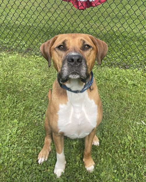 ROMAN - American Pit Bull Terrier / Labrador Retriever available for adoption
