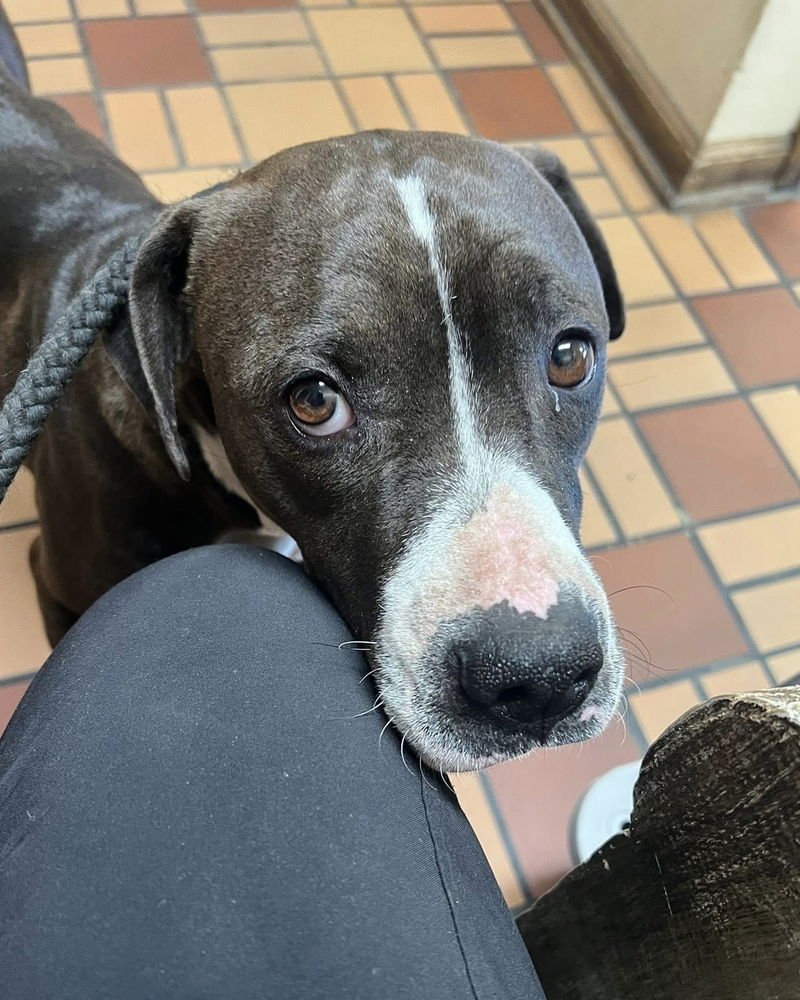 NORMA (MAMA) - American Pit Bull Terrier / Labrador Retriever available for adoption