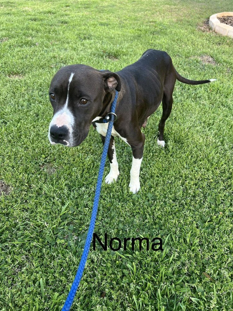 NORMA (MAMA) - American Pit Bull Terrier / Labrador Retriever available for adoption