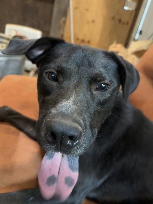 DANIEL THE DASHING - Labrador Retriever / American Pit Bull Terrier available for adoption