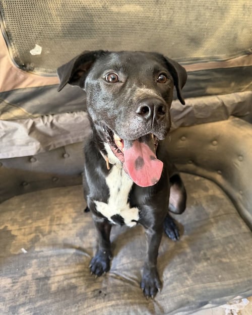DANIEL THE DASHING - Labrador Retriever / American Pit Bull Terrier available for adoption