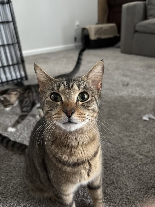 PENNY - Domestic Short Hair available for adoption