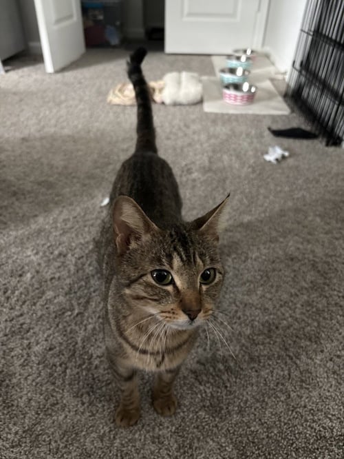 PENNY - Domestic Short Hair available for adoption