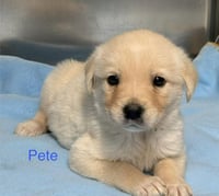 Pete (Anna's Legacy Litter) - Photo 1