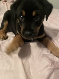 Zorro (Conroe Puppies) - Photo 1
