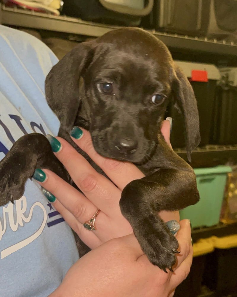 NOVA (WINTER WONDERLAND LITTER) - Labrador Retriever / Hound available for adoption