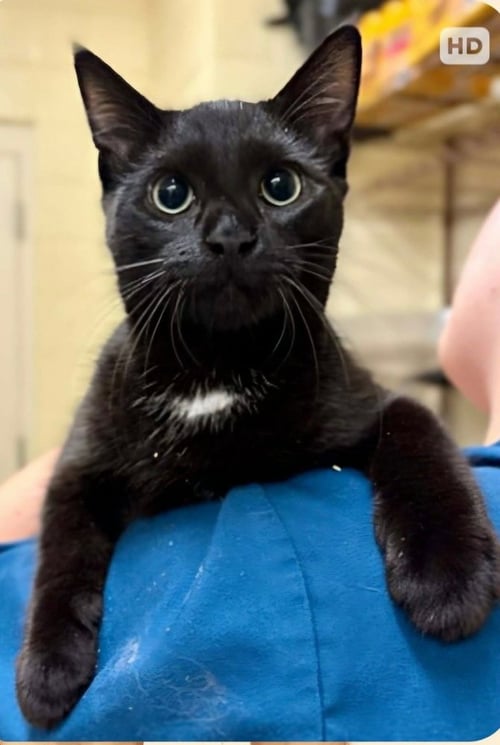 PAVEL (SOUTH CAROLINA FOUR) - Domestic Short Hair available for adoption