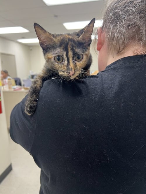 SAPPHIRE (CHELSEA'S CREW) - Domestic Short Hair available for adoption