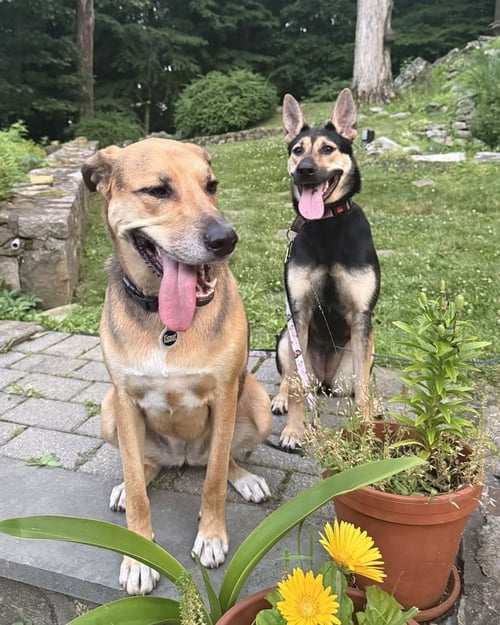MAISY (SC) - German Shepherd Dog / Shepherd available for adoption