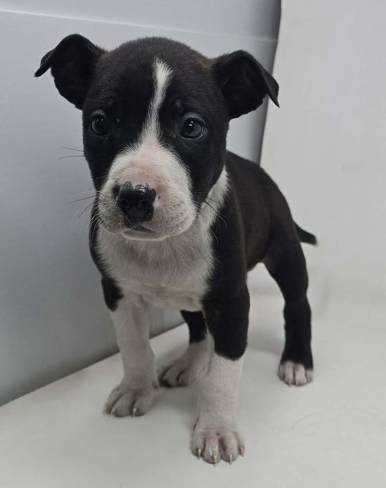 CHESTNUT (TN C-LITTER) - Labrador Retriever / Terrier available for adoption