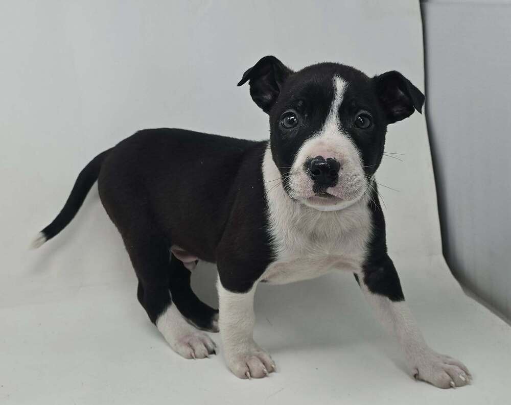 CHESTNUT (TN C-LITTER) - Labrador Retriever / Terrier available for adoption