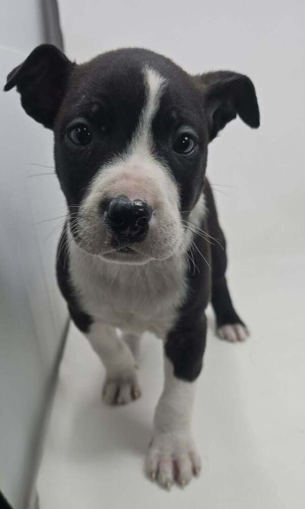 Chestnut (TN C-Litter) - Photo 3